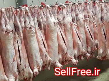 واردات گوشت گوسفندی - «شرکت تجاری بازرگانی آریا ساویس»